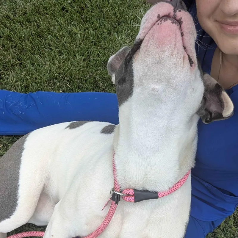 A young large-sized male White / Cream American Staffordshire Terrier dog named Chevrolet for adoption in Greenville, SC