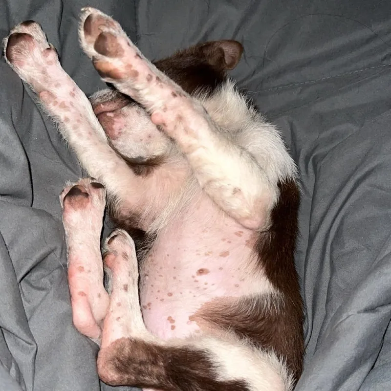 A baby small-sized male Brown / Chocolate Mixed Breed dog named Cartwheel for adoption in Buffalo, MN