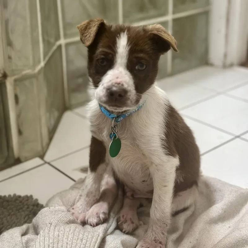 Cartwheel thumbnail 2