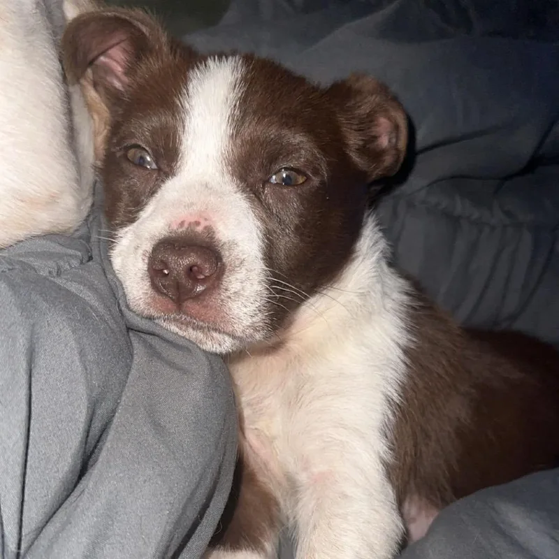 Cartwheel thumbnail 3