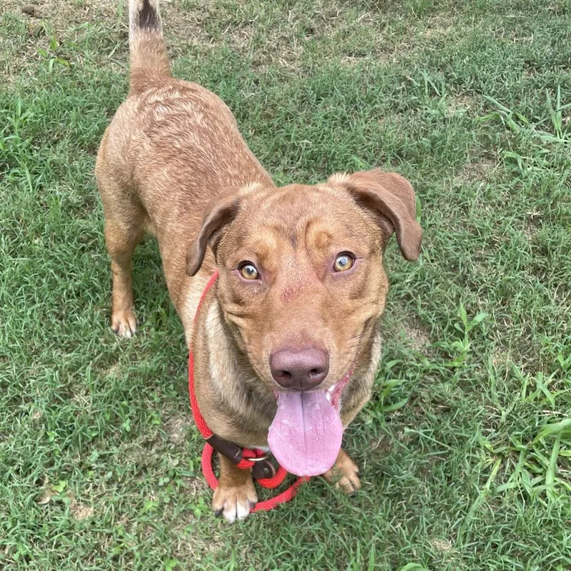 An adult medium-sized male Brown / Chocolate Mixed Breed dog named Dempsey for adoption in Chattanooga, TN