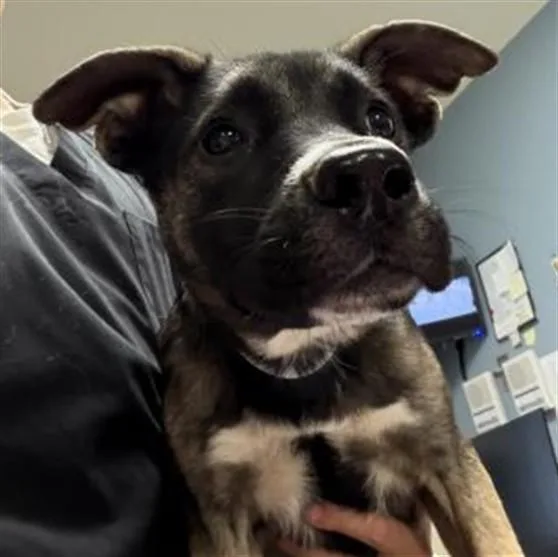 A young small-sized female German Shepherd Dog dog named Muffin for adoption in Riverside, CA
