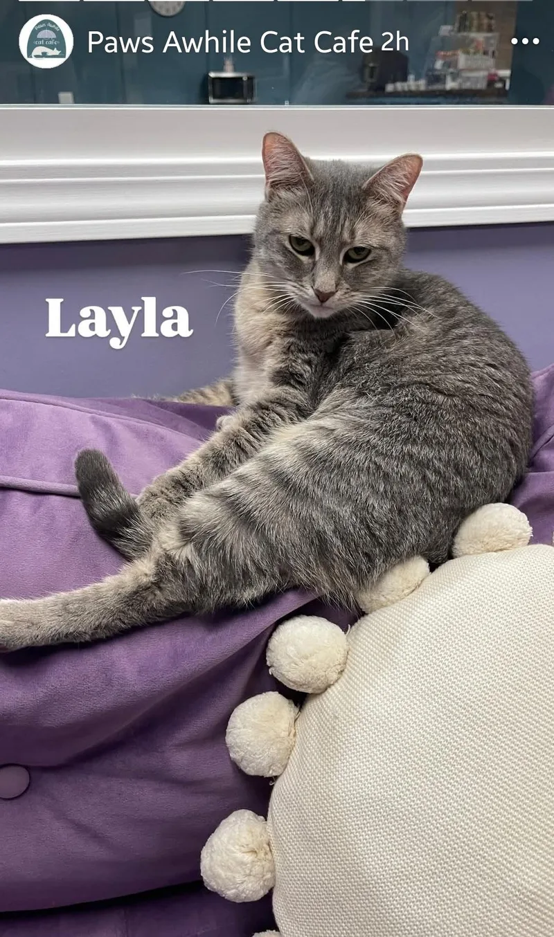 Layla thumbnail 4