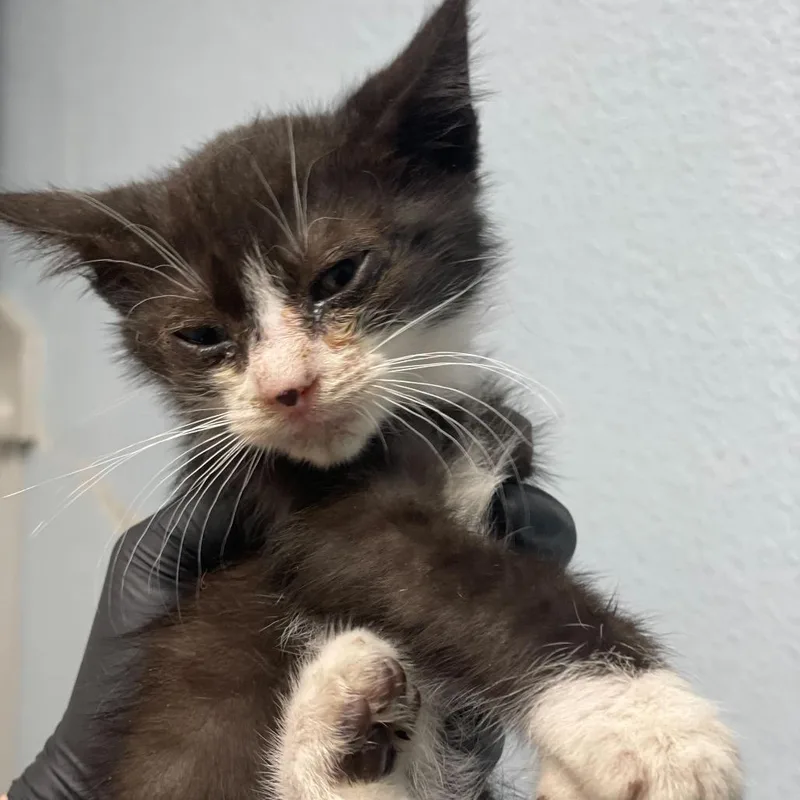 A baby small-sized male Black Domestic Short Hair cat named Muncy for adoption in Riverside, CA