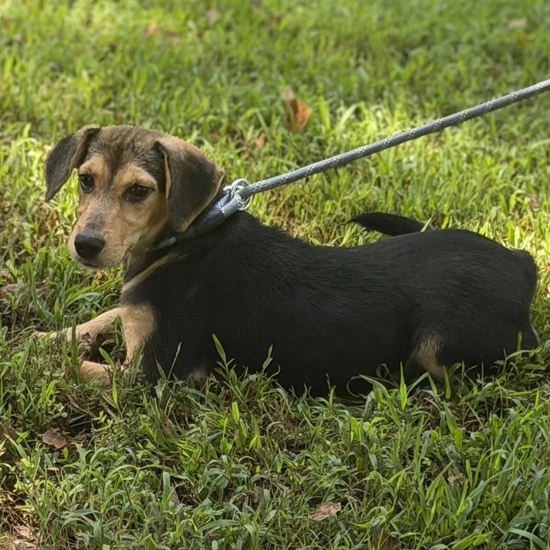 A baby small-sized female Beagle dog named Luna for adoption in Locust Fork, AL