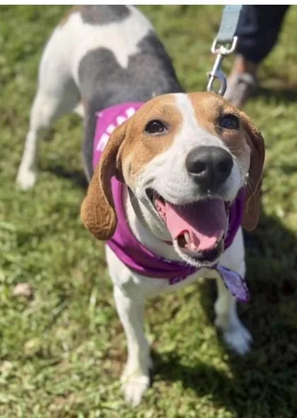 An adult medium-sized female Hound dog named Niece for adoption in Batavia, OH