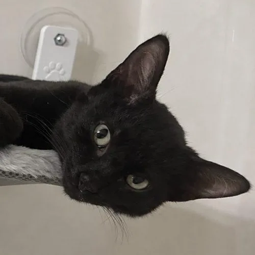 A baby small-sized male Domestic Short Hair cat named Cosmo for adoption in Knoxville, TN
