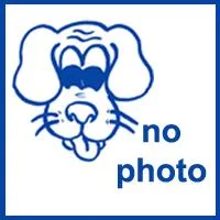 An adult medium-sized male White / Cream American Bulldog dog named Honcho for adoption in Hinesville, GA