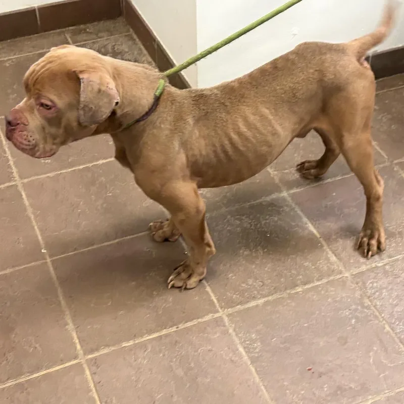 An adult medium-sized male Yellow / Tan / Blond / Fawn Mixed Breed dog named StrayEdgewoodRoad for adoption in Columbus, GA