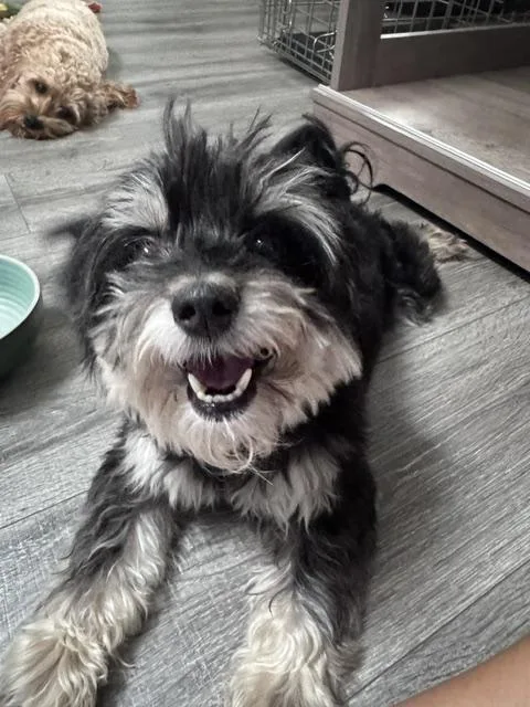 An adult small-sized male Black Yorkie Poo dog named Arlo for adoption in Wyandotte, MI