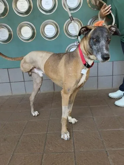 An adult extra large-sized male Hound dog named Pogo for adoption in Honolulu, HI