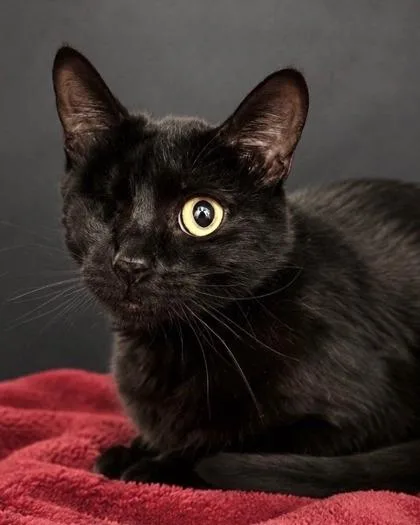 A young small-sized female Domestic Short Hair cat named Courtney for adoption in Fresno, CA