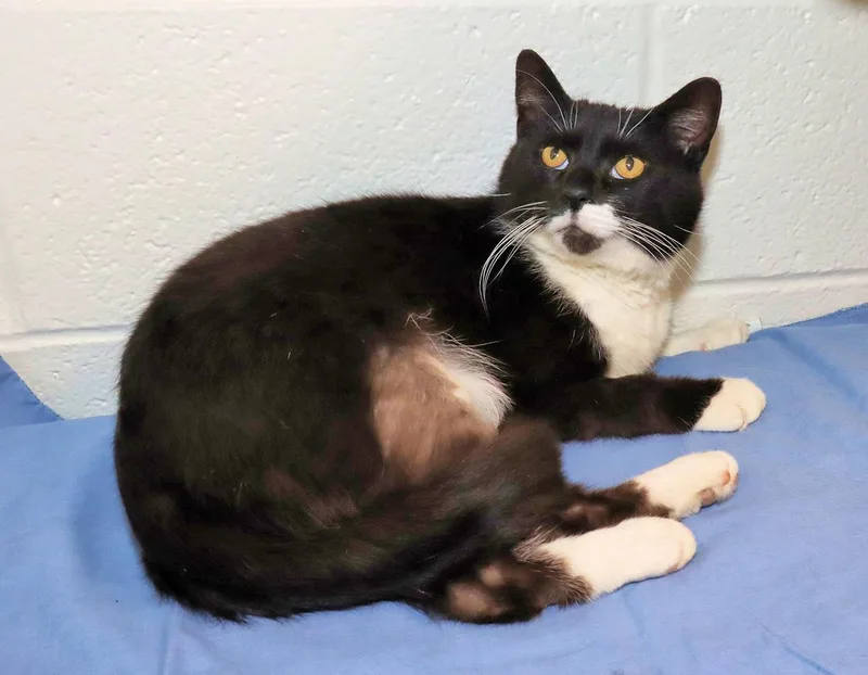 Mr. Whiskers thumbnail 2