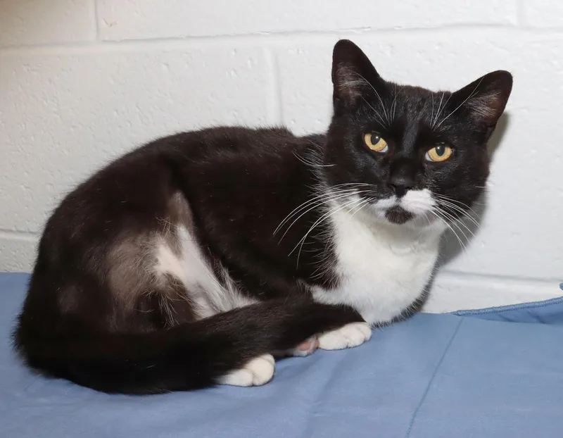 Mr. Whiskers thumbnail 3