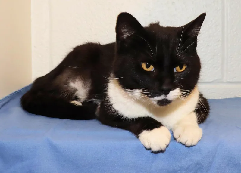 Mr. Whiskers thumbnail 4