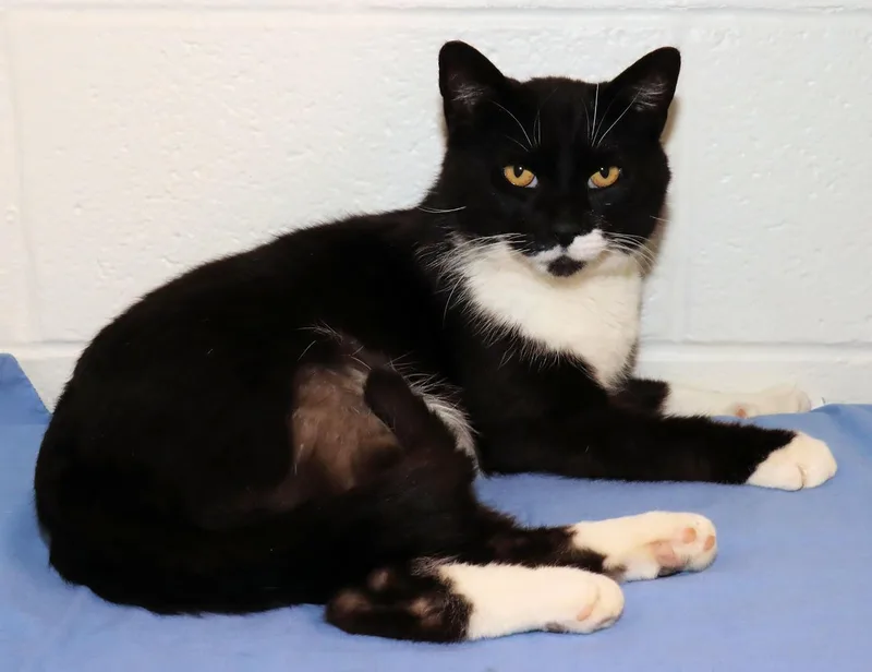 Mr. Whiskers thumbnail 5