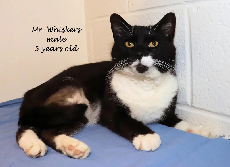 Mr. Whiskers thumbnail 6