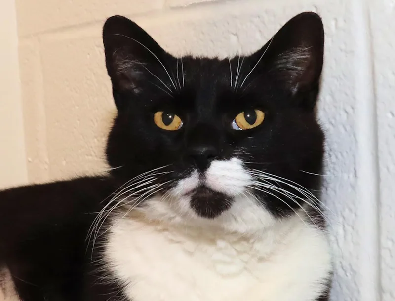 An adult medium-sized male Black & White / Tuxedo Domestic Short Hair cat named Mr. Whiskers for adoption in Euclid, OH