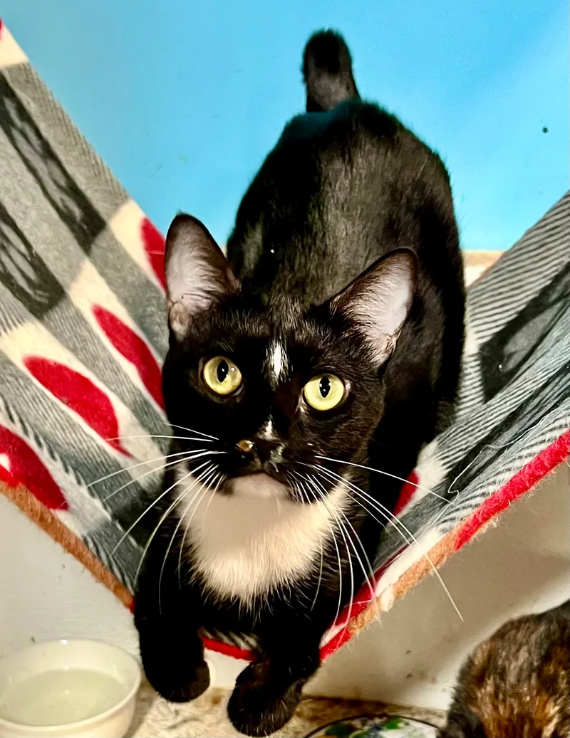 A young medium-sized female Black & White / Tuxedo Tuxedo cat named Ashely for adoption in Pomona, CA