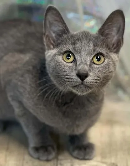 An adult small-sized male Domestic Short Hair cat named LeBron for adoption in Shreveport, LA