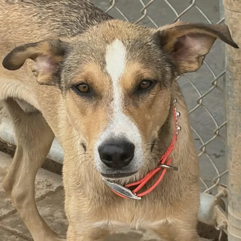 A young medium-sized male Yellow / Tan / Blond / Fawn Hound dog named Giovanni for adoption in Kanab, UT