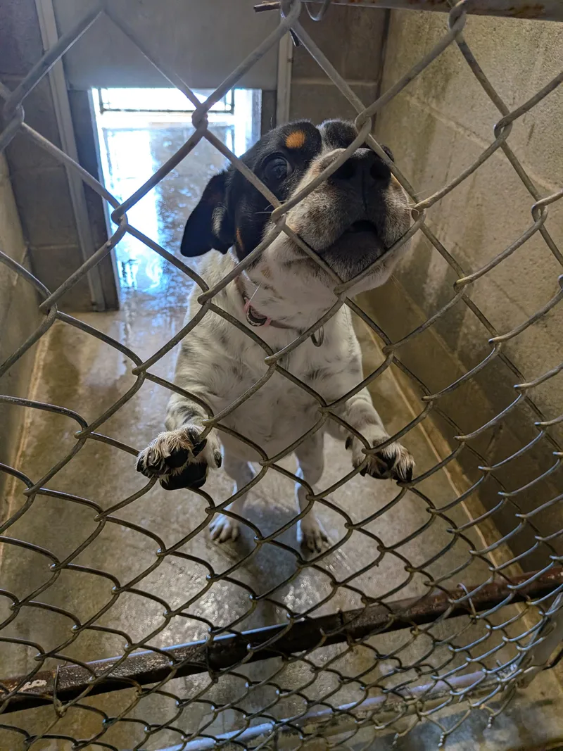 A young medium-sized male Australian Cattle Dog / Blue Heeler dog named Rocco for adoption in Hermiston, OR