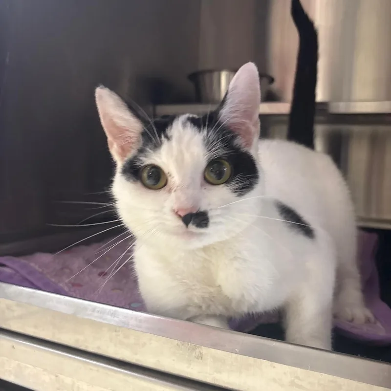 An adult small-sized female White Domestic Short Hair cat named Robot for adoption in Springfield, IL
