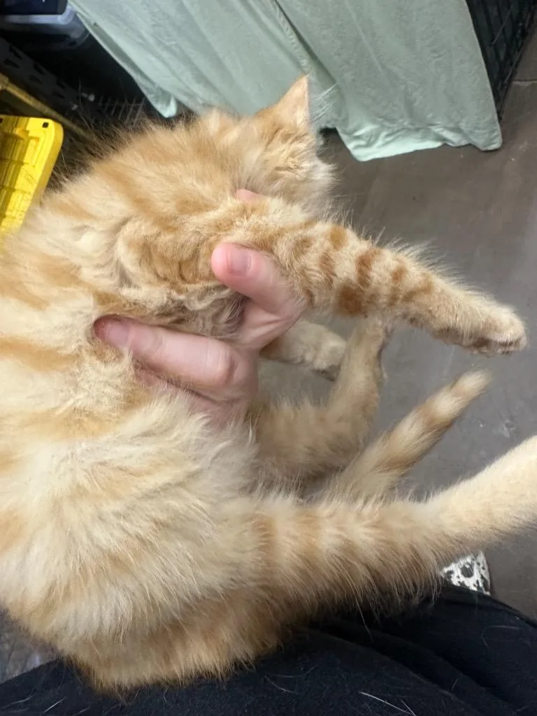 A baby small-sized male Domestic Short Hair cat named Flavor for adoption in Douglasville, GA