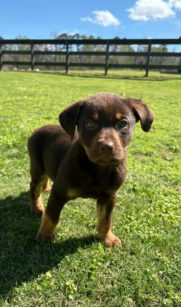 A baby medium-sized male Mixed Breed dog named J.j for adoption in Fond Du Lac, WI