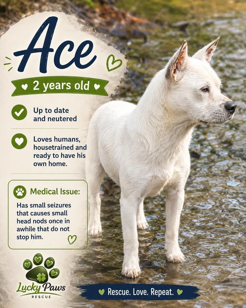 A young medium-sized male Cattle Dog dog named Ace for adoption in Sumter, SC