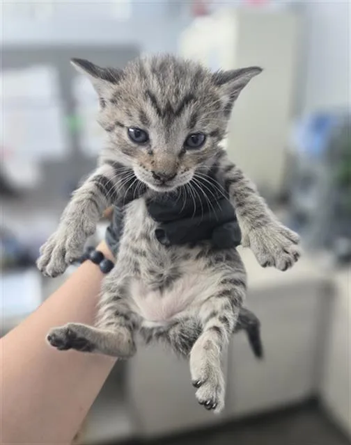 A baby medium-sized female Domestic Short Hair cat named Shay for adoption in Dallas, TX