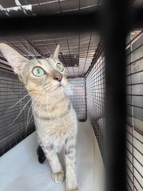 A young medium-sized female Domestic Short Hair cat named Star for adoption in Miami, FL