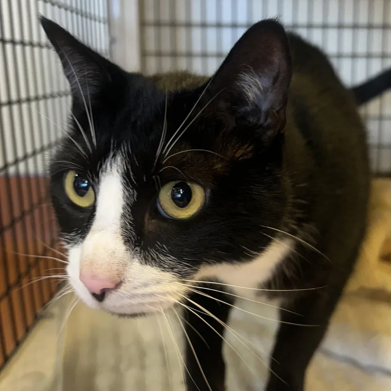 An adult medium-sized female Black & White / Tuxedo Domestic Short Hair cat named Stella Luna for adoption in Burlingame, CA