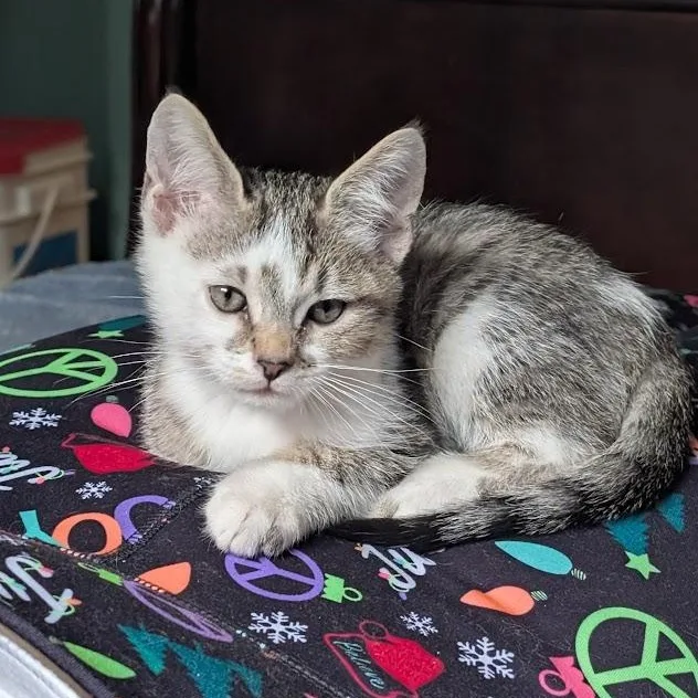 A baby small-sized male Black Domestic Short Hair cat named Kai Christopherson for adoption in Morrison, CO