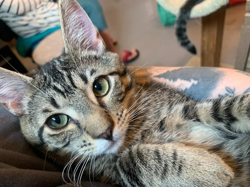 A baby small-sized male Domestic Short Hair cat named Joey for adoption in Coupeville, WA