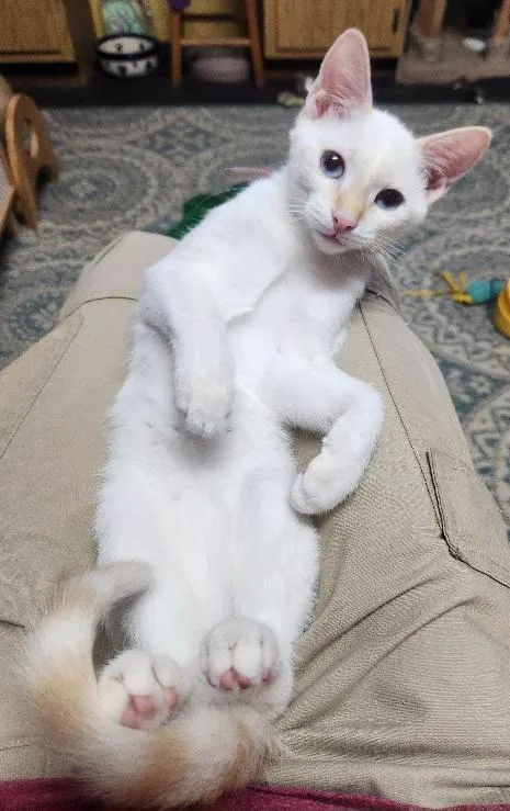 Malina Loves to perch thumbnail 6