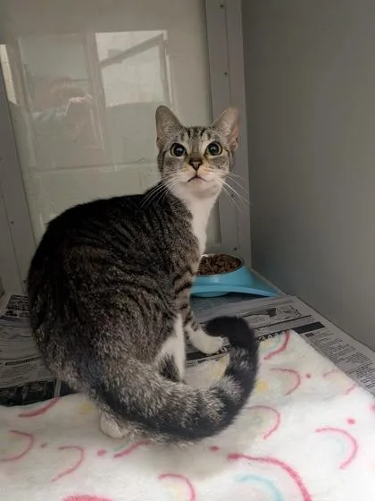 A young medium-sized female Domestic Short Hair cat named Kona for adoption in Louisburg, NC