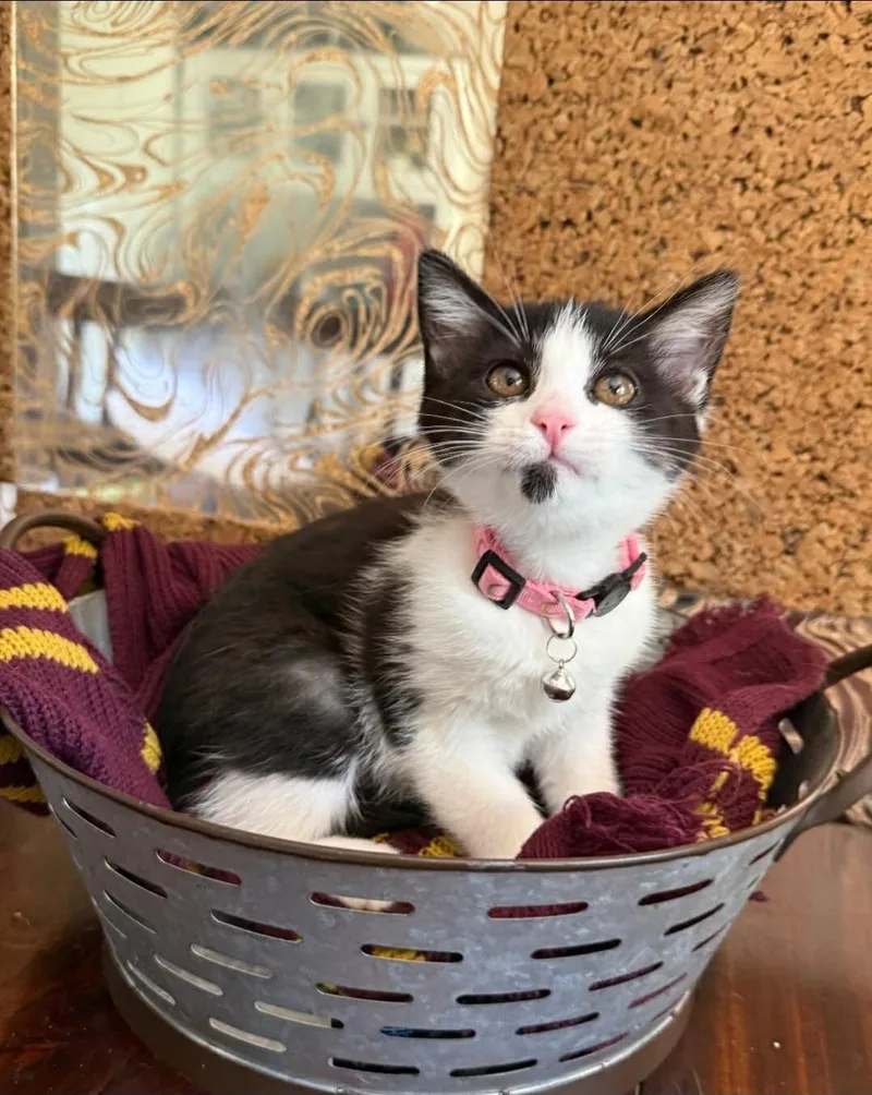 A baby medium-sized female Black & White / Tuxedo Tuxedo cat named Frieren for adoption in Warr Acres, OK