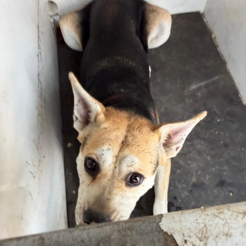An adult medium-sized female Beagle dog named Lorrenda for adoption in Pine Bluff, AR