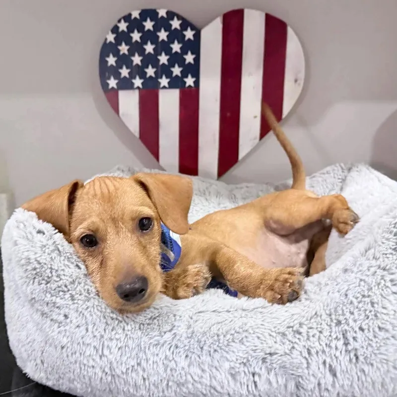 A baby small-sized male Dachshund dog named Bronco for adoption in Mcallen, TX