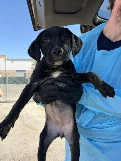A baby small-sized female Labrador Retriever dog named Daytona for adoption in Fresno, CA