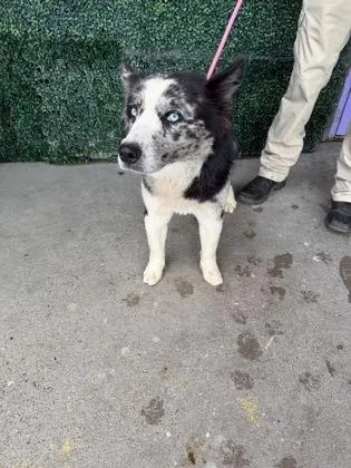 An adult large-sized male Australian Shepherd dog named Dog for adoption in El Paso, TX