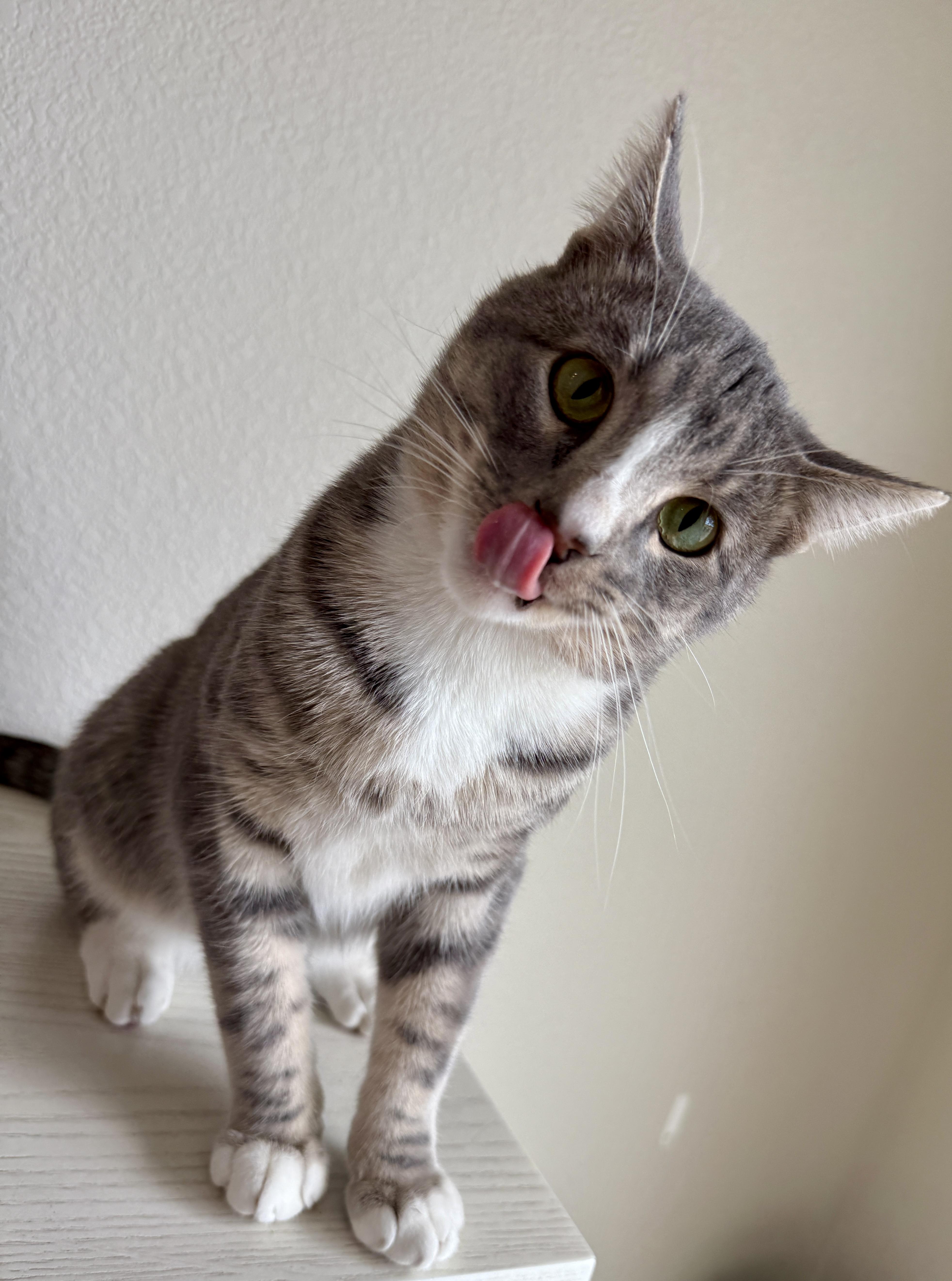 A young large-sized male Gray & White Domestic Short Hair cat named Zero for adoption in Aurora, CO