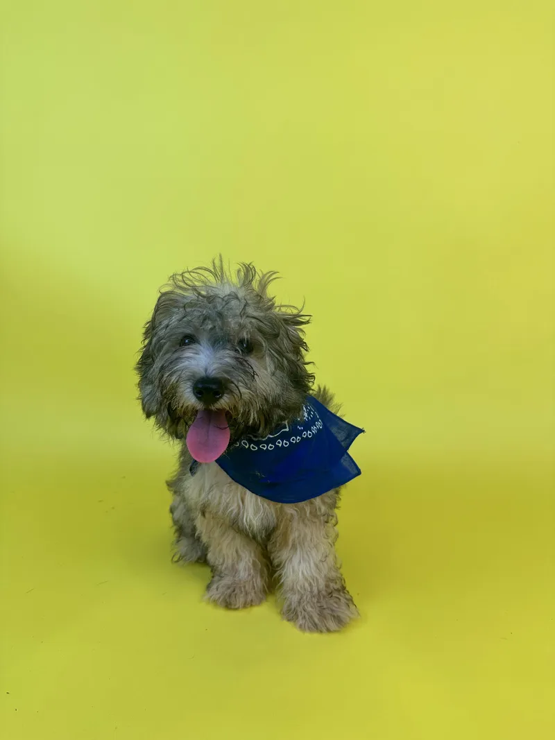 A baby small-sized male Tricolor (Brown, Black, & White) Poodle dog named LeBeau for adoption in Alvin, TX