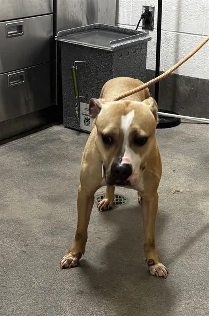 An adult medium-sized female Pit Bull Terrier dog named Kriss for adoption in Upper Marlboro, MD