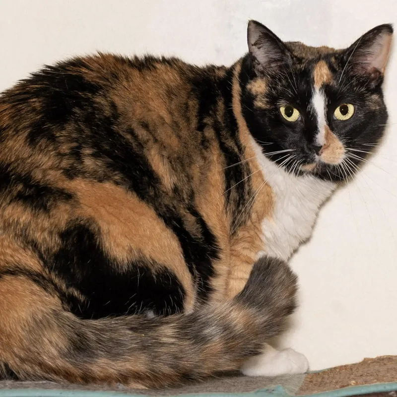 An adult medium-sized female Calico Domestic Short Hair cat named Lucy for adoption in Victor, NY