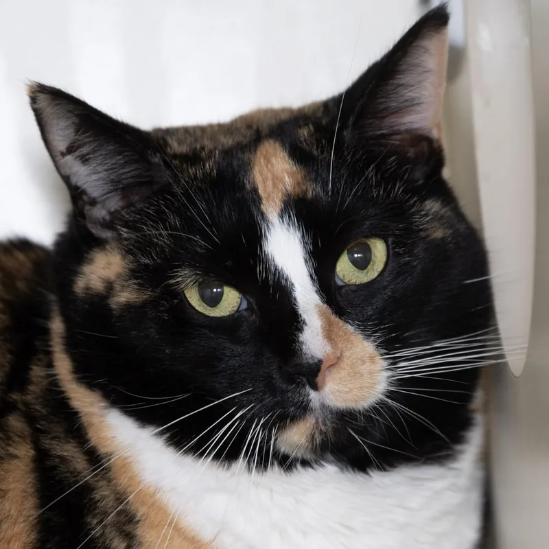 Lucy thumbnail 3