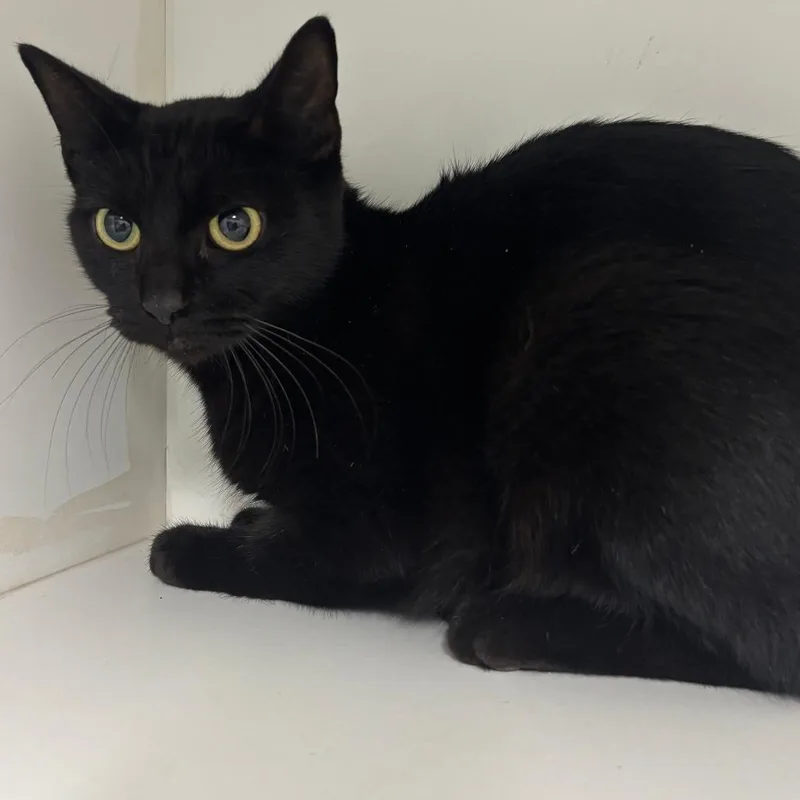An adult medium-sized female Black Domestic Short Hair cat named Skuttle for adoption in St Joseph, MO