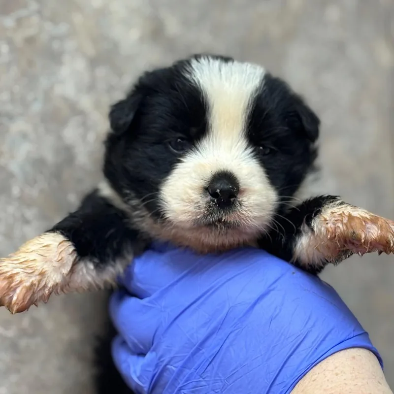 A baby small-sized female Black Shepherd dog named Maple for adoption in Birmingham, AL