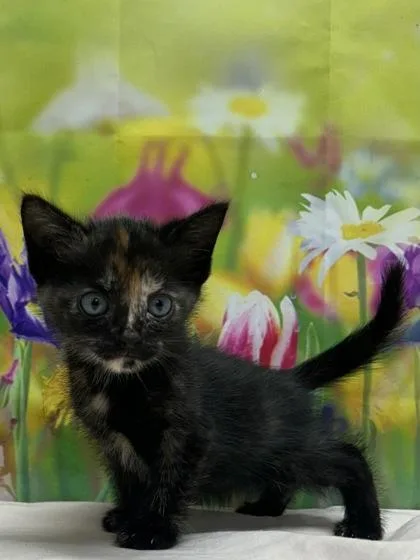 A baby small-sized female Domestic Short Hair cat named Raspberry for adoption in San Antonio, TX